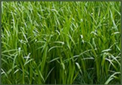 lawn mowing services ashburn