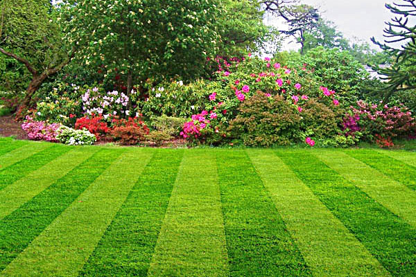 manicured lawn